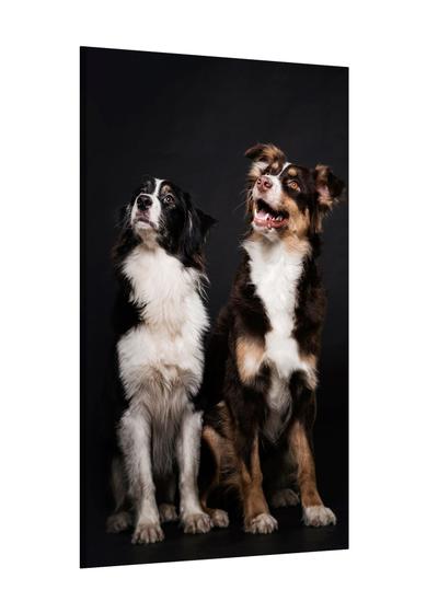 Imagem de Placa decorativa - dupla pets cachorros - animais