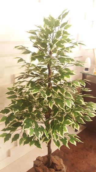 Imagem de Planta Artificial Árvore FICUS VARIEGATA 1,30 metros de altura