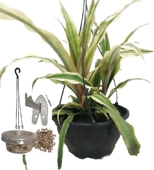 Planta Bromélia Branca Com Vaso E Suporte - Flora Evora Paisagismo -  Suporte para Vaso - Magazine Luiza