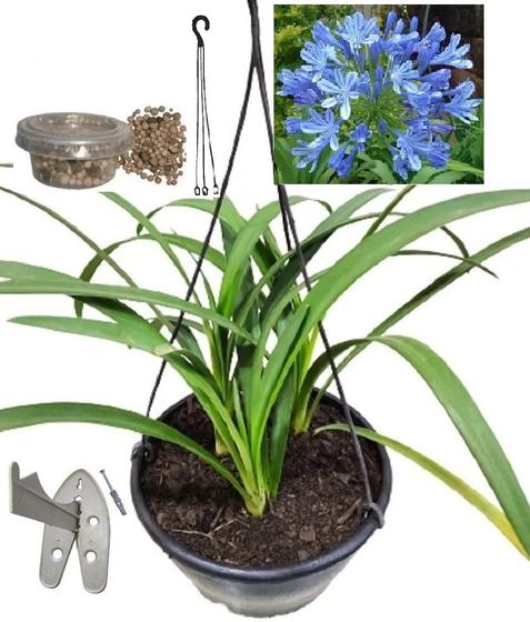 Planta Lírio Africano Agapanto Azul Com Vaso E Suporte - Flora Evora  Paisagismo - Flores de Natal - Magazine Luiza