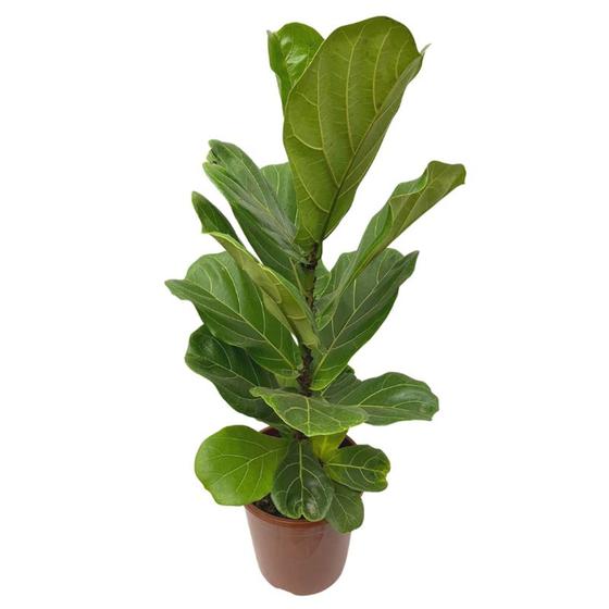 Imagem de Planta Muda Ficus Lyrata Ideal P/ Ambientes Internos Pote 24