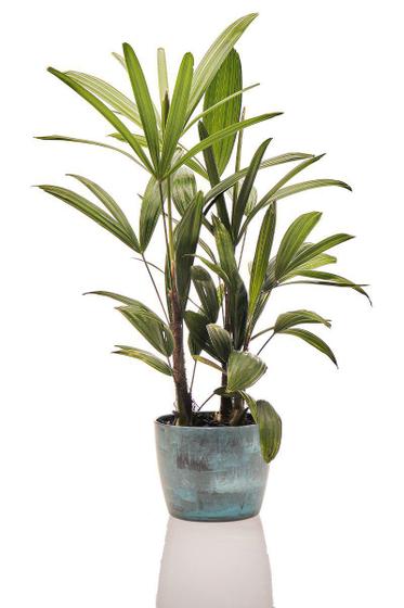 Planta natural para interior Rafis Anã + Vaso Decorativo Menor preço em Planta natural para interior Rafis Anã + Vaso Decorativo