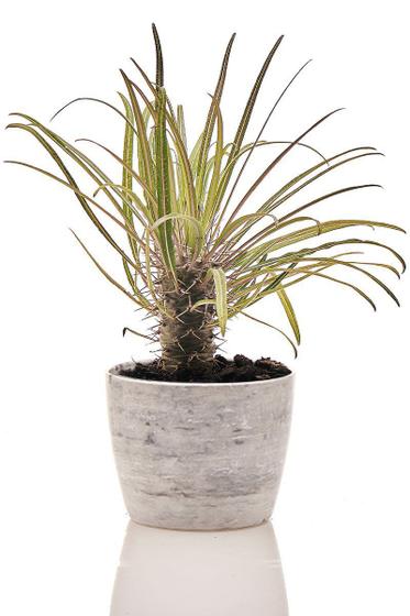 Planta natural para sol pleno Palmeira de Madagascar + Vaso Decorativo -  Mini Plantas - Vasos para Plantas - Magazine Luiza