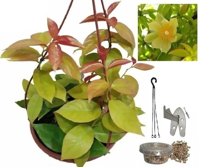 Planta Orapronobis Dourada Rara Com Vaso E Suporte Flora Evora