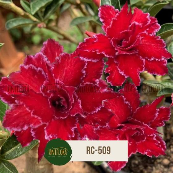 Imagem de Planta Rosa do Deserto DOBRADA VERMELHA CHERRY RED - RC509