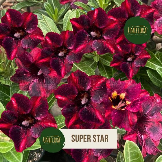 Imagem de Planta Rosa do Deserto SIMPLES BUQUE SUPER STAR