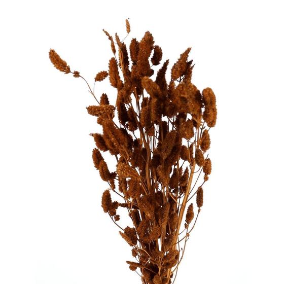 Planta Seca Buque Rabo de Coelho Marrom 50cm - Pense Flores - Buquê de ...