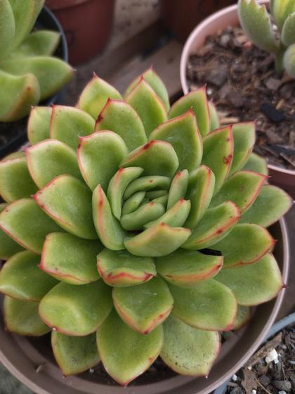 Imagem de Planta Suculenta Echeveria Nanacan