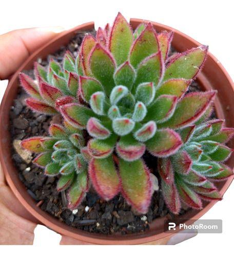 Imagem de Planta Suculenta Echeveria Oliver Set