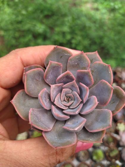 Imagem de Planta Suculenta Echeveria Orion pote 6