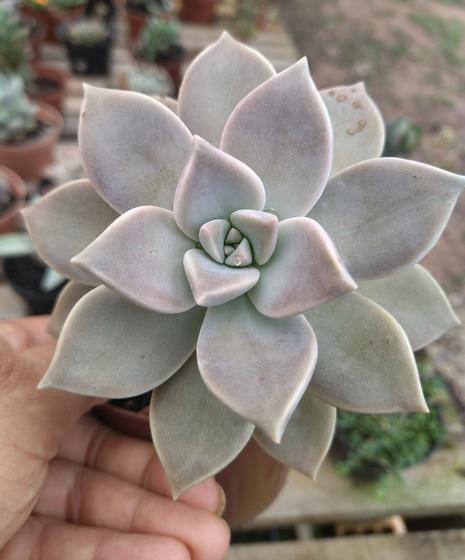 Imagem de Planta Suculenta Echeveria Paraguaense