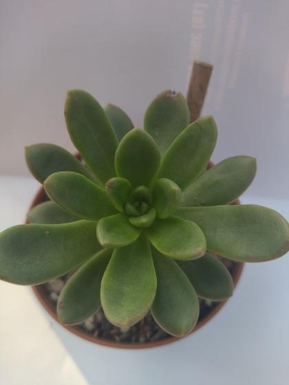 Imagem de Planta Suculenta Echeveria Singrila