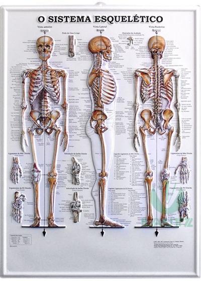 Imagem de Pôster Sistema Esquelético 3D em Alto-Relevo