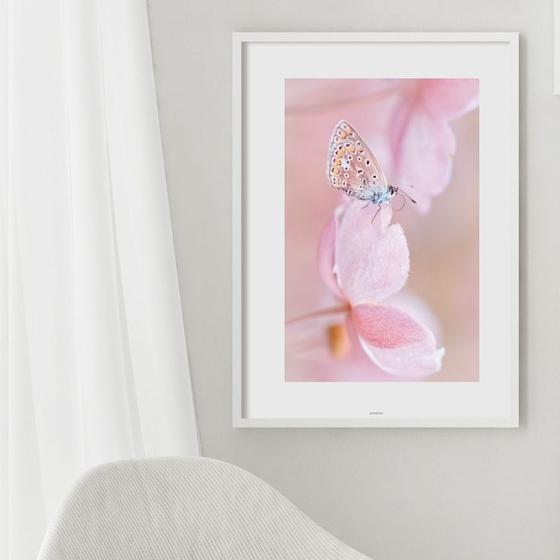 Imagem de Quadro Borboleta Soft Rosa - 60x48cm