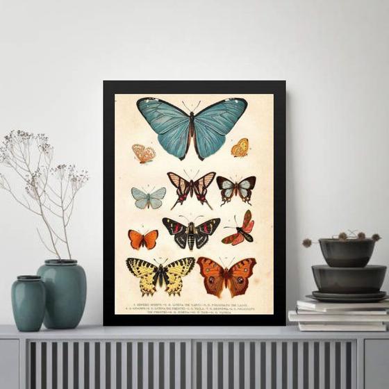 Imagem de Quadro Borboletas Diversas - Vintage 24x18cm - com vidro