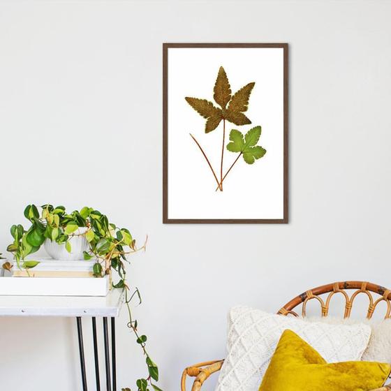 Imagem de Quadro Botânica Hemionitis Palmata 60x43 Caixa Marrom Moldura Caixa, Marrom Cafe