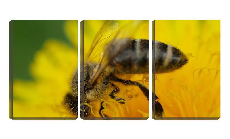 Imagem de Quadro canvas 55x110 abelha colhendo pólen close up