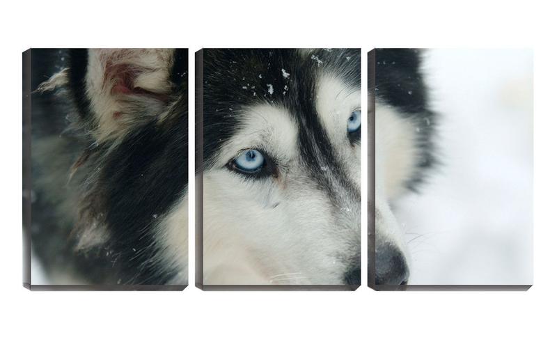 Imagem de Quadro canvas 55x110 olhos azuis de husky siberiano