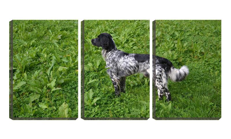 Imagem de Quadro canvas 68x126 cão malhado na horta