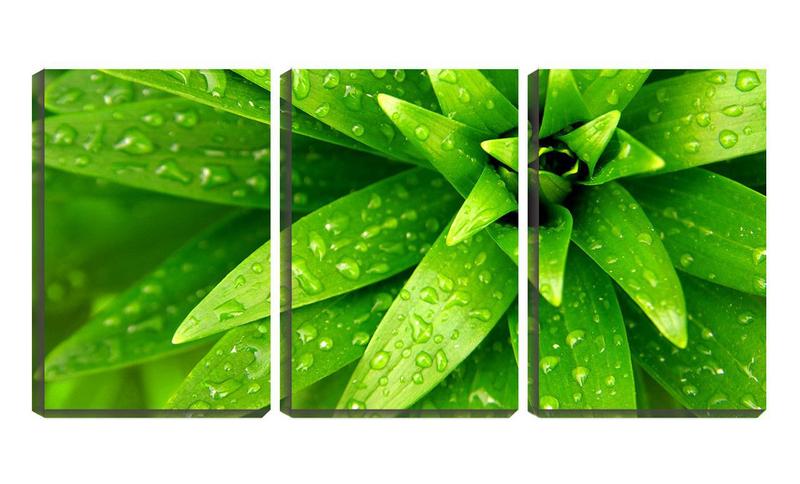 Imagem de Quadro canvas 68x126 pingos de chuva na folha verde