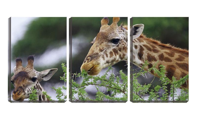 Imagem de Quadro Decorativo 30x66 duas girafas na savana