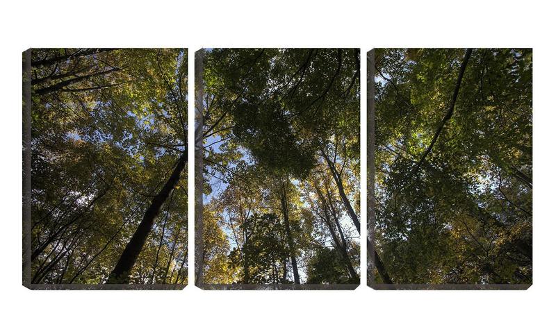 Imagem de Quadro Decorativo 45x96 copas de árvores vista de baixo