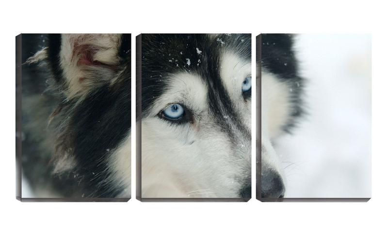 Imagem de Quadro Decorativo 80x140 olhos azuis de husky siberiano