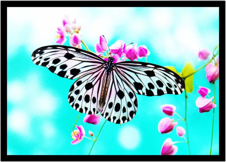 Imagem de Quadro Decorativo Animais Borboleta Paisagem Cores Pet Shop Natureza Com Moldura RC069