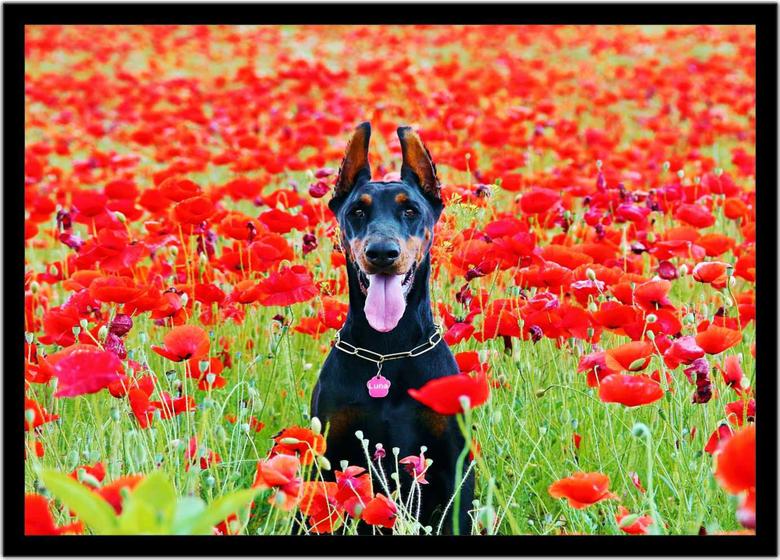 Imagem de Quadro Decorativo Animais Cachorro Doberman Pinscher Flores Veterinário Pet Shop Com Moldura RC125