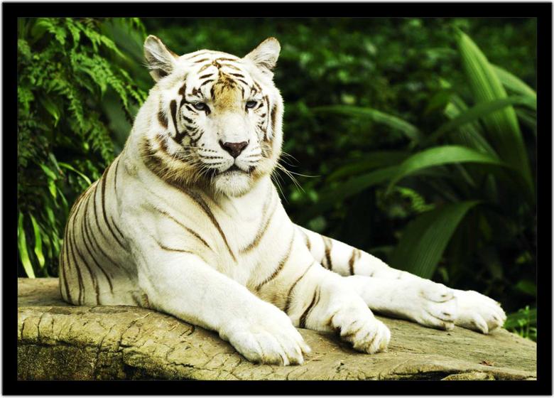 Imagem de Quadro Decorativo Animais Tigre Branco Veterinário Pet Shop Paisagem Com Moldura RC076