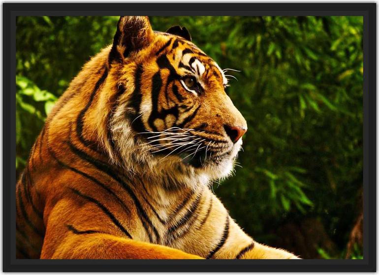 Imagem de Quadro Decorativo Animais Tigre Decoração Com Moldura