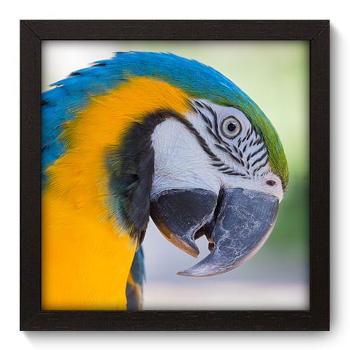 Quadro Decorativo - Arara - 22cm x 22cm - 005qnsap Menor preço em Quadro Decorativo - Arara - 22cm x 22cm - 005qnsap