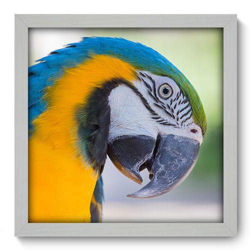 Quadro Decorativo - Arara - 33cm x 33cm - 005qnsbb Menor preço em Quadro Decorativo - Arara - 33cm x 33cm - 005qnsbb