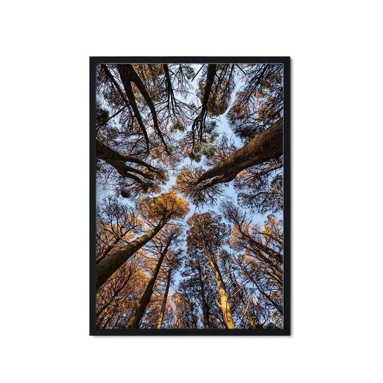 Imagem de Quadro Decorativo Árvore Tronco Céu Azul Natureza Sala Quarto Escritório