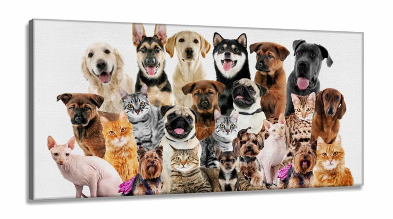 Imagem de Quadro Decorativo Cães E Gatos Pets Hd em Tecido canvas 130x60