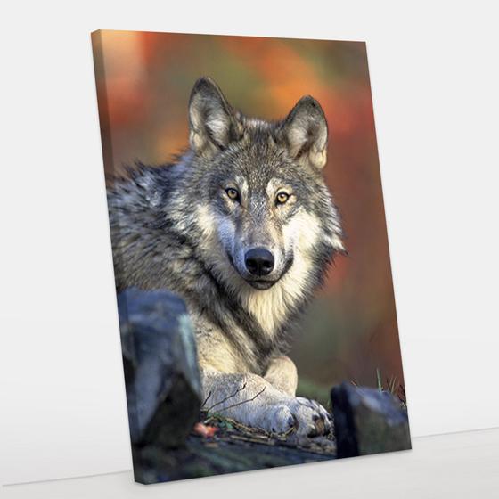 Imagem de Quadro Decorativo Canvas Lobo 50x70 - Foto Paulista