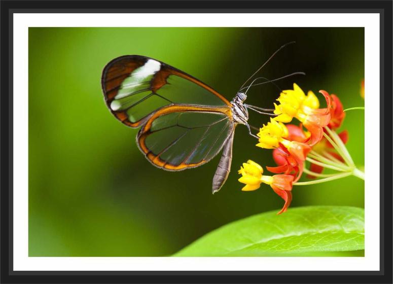 Imagem de Quadro Decorativo Flores Borboleta Decoração Com Moldura