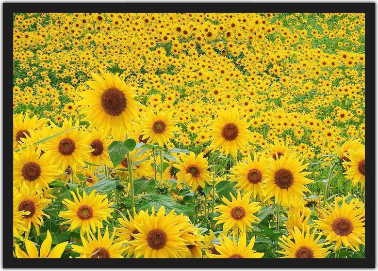 Imagem de Quadro Decorativo Flores Girassóis Paisagem Natureza Decorações Com Moldura G01