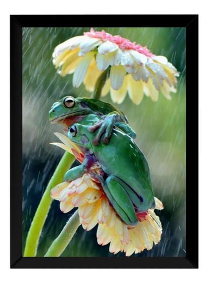 Imagem de Quadro Decorativo Foto Sapos Na Chuva Flor Natureza