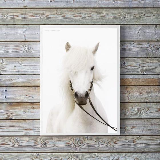 Imagem de Quadro Decorativo Fotografia Cavalo Branco 33x24cm