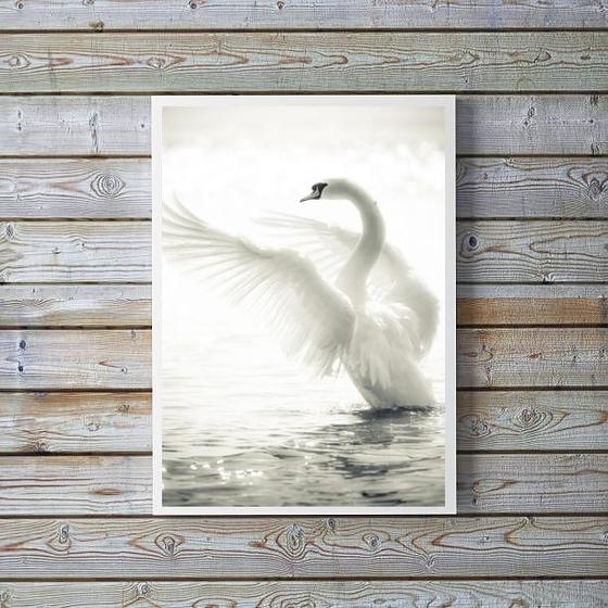 Imagem de Quadro Decorativo Fotografia Cisne Branco 33x24cm