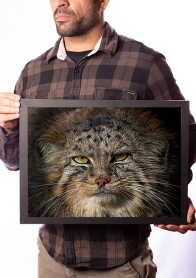 Imagem de Quadro Decorativo Gato Selvagem De Pallas Foto Manul