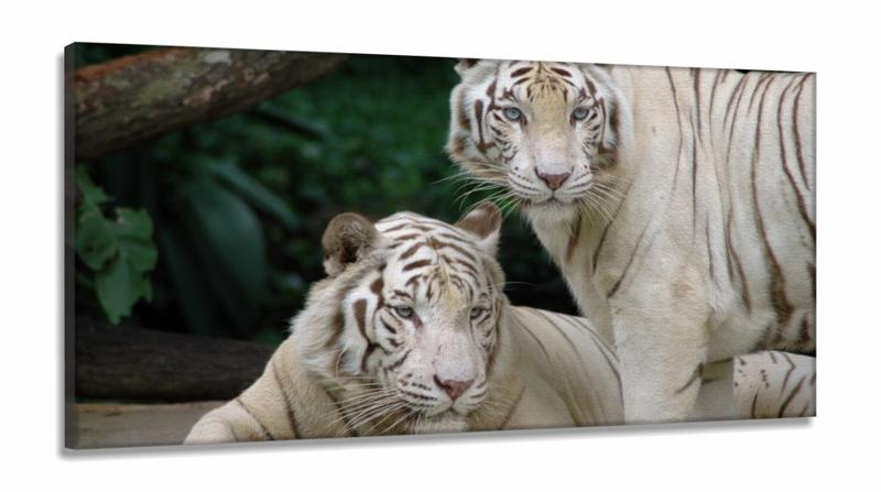 Imagem de Quadro Decorativo Natureza Tigres Selvagens em Tecido Canvas 130x60