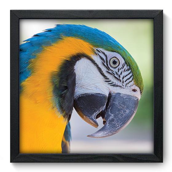 Imagem de Quadro Decorativo - Papagaio - 33cm x 33cm - 184qdsp