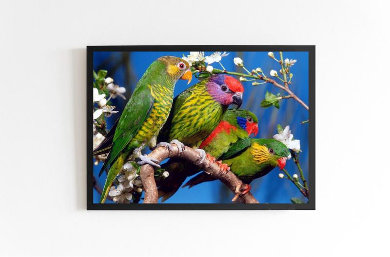 Imagem de Quadro Decorativo Quatro Pássaros com Moldura E Acetato Tamanho A3