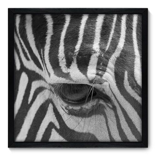Quadro Decorativo - Zebra - 50cm x 50cm - 003qnscp Menor preço em Quadro Decorativo - Zebra - 50cm x 50cm - 003qnscp