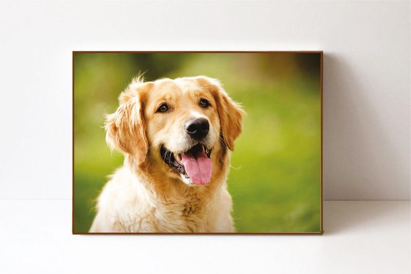Imagem de Quadro em Canvas Cachorro Golden