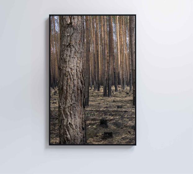 Imagem de Quadro eucaliptos 2