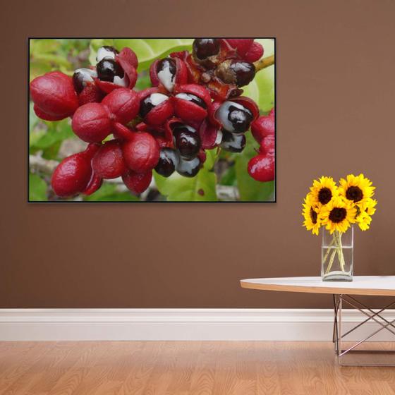 Imagem de Quadro Guaraná Selvagem com Frutas Amazônia