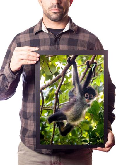 Imagem de Quadro Macaco Aranha Animal Selvagem Decoração Sala